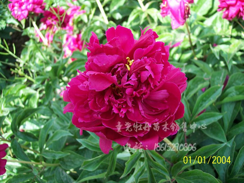 點擊查看詳細信息<br>標題：大紅赤金 閱讀次數：2639