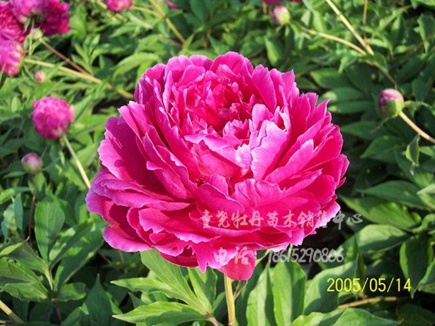點(diǎn)擊查看詳細(xì)信息<br>標(biāo)題：富貴紅 閱讀次數(shù)：1568