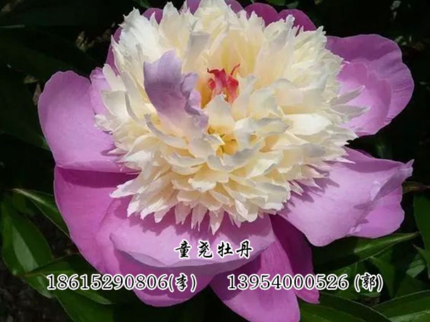 點擊查看詳細信息<br>標題：復色芍藥 閱讀次數：2831