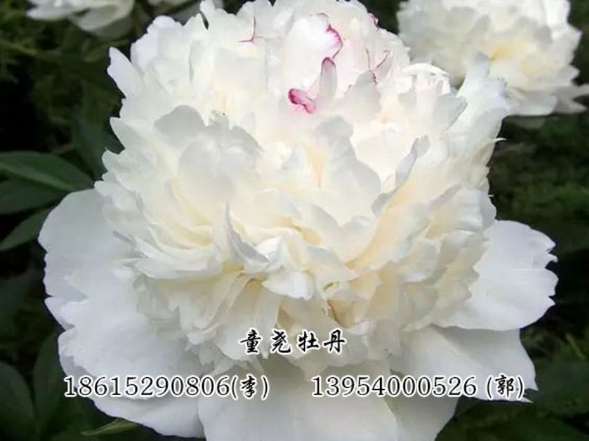 點擊查看詳細信息<br>標題：白色芍藥 閱讀次數：3017