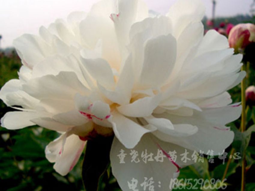 點擊查看詳細信息<br>標題：白色芍藥 閱讀次數：1917