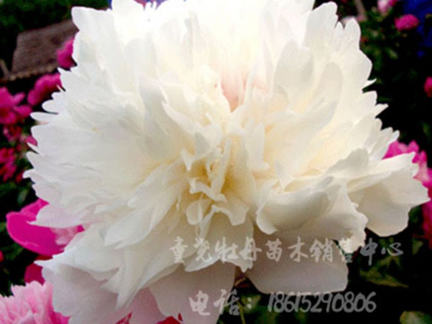 點擊查看詳細信息<br>標題：雪山之玉 閱讀次數：2825