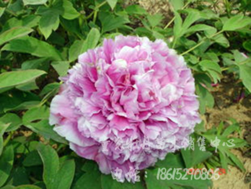 點擊查看詳細信息<br>標題：大魏紫 閱讀次數(shù)：1859