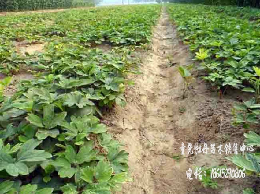 點擊查看詳細(xì)信息<br>標(biāo)題：牡丹苗 閱讀次數(shù)：1545
