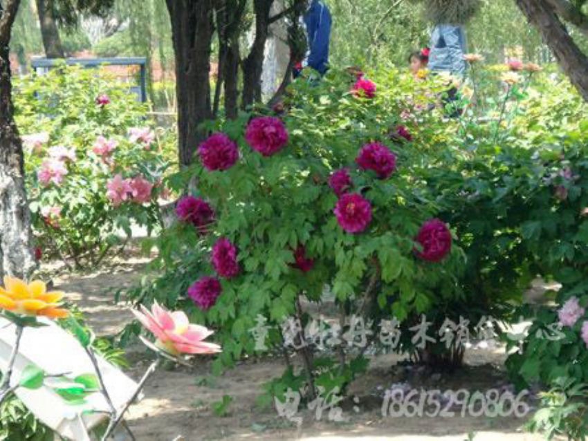 點擊查看詳細信息<br>標題：紫葉荷 閱讀次數：1711