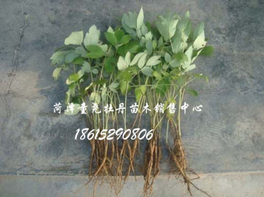點擊查看詳細(xì)信息<br>標(biāo)題：牡丹小苗 閱讀次數(shù)：1666