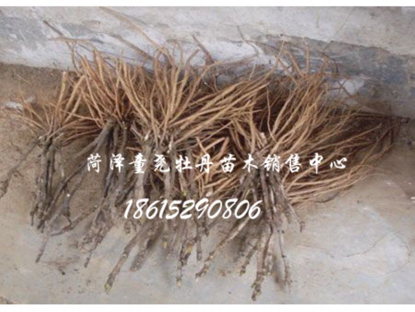 點擊查看詳細(xì)信息<br>標(biāo)題：牡丹小苗 閱讀次數(shù)：1525