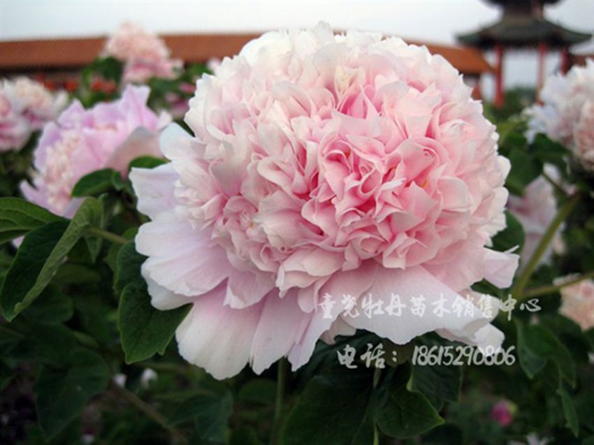 點擊查看詳細信息<br>標題：粉球 閱讀次數：1800