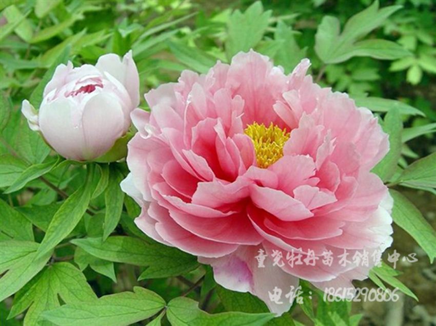 點擊查看詳細信息<br>標題：粉蝶 閱讀次數：1737