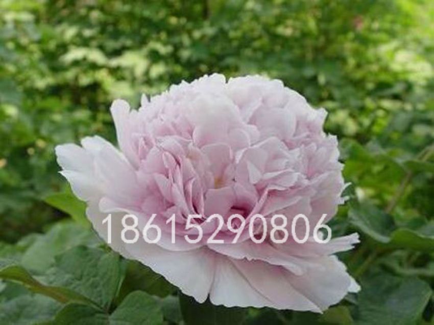 點擊查看詳細信息<br>標題：金谷春晴 閱讀次數：1772
