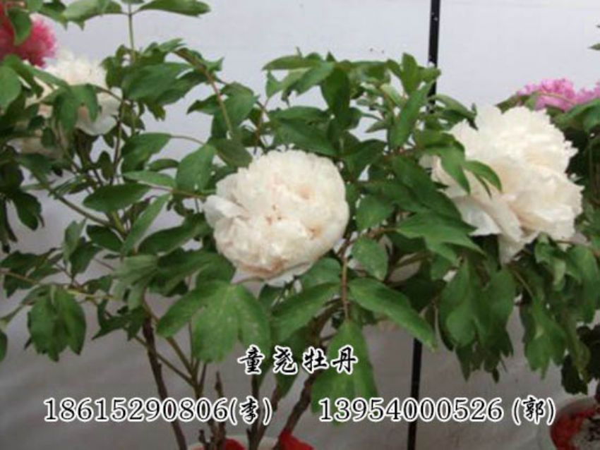 點擊查看詳細信息<br>標題：催花牡丹 閱讀次數：1445