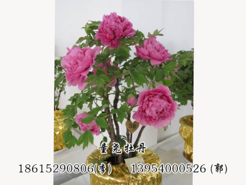 點擊查看詳細信息<br>標題：催花牡丹 閱讀次數：1404