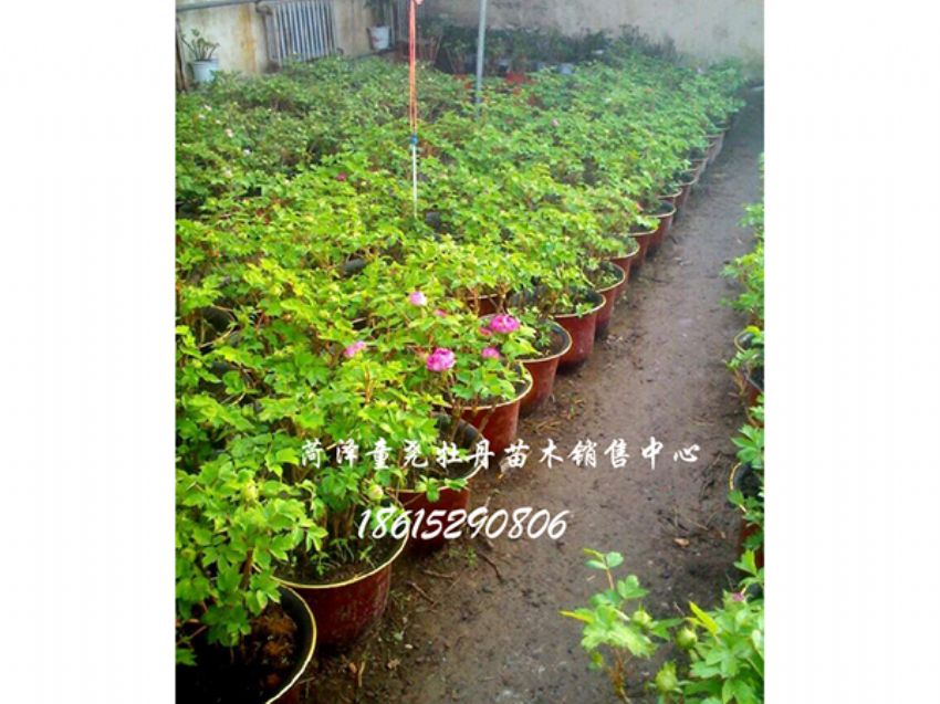 點擊查看詳細信息<br>標題：催花牡丹 閱讀次數：1490