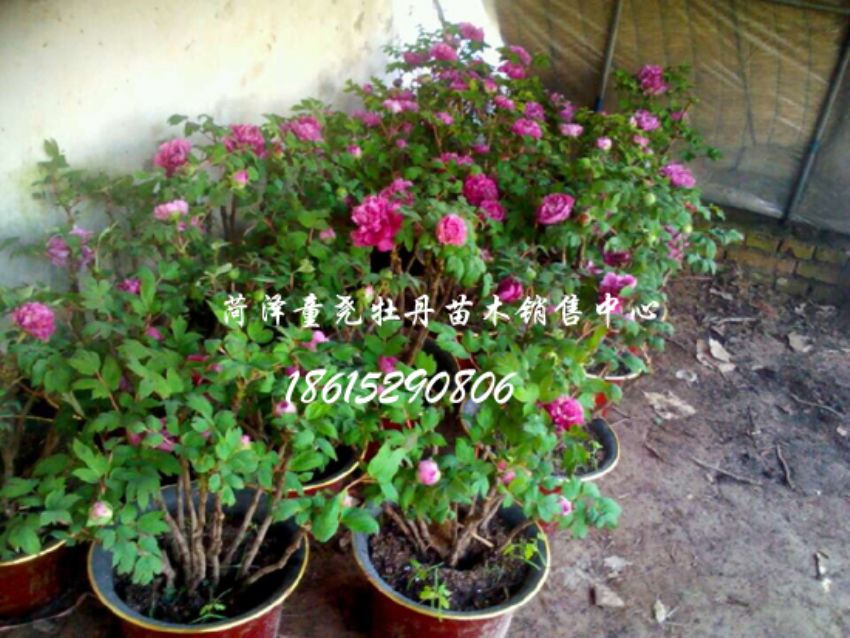 點擊查看詳細信息<br>標題：催花牡丹 閱讀次數：1520