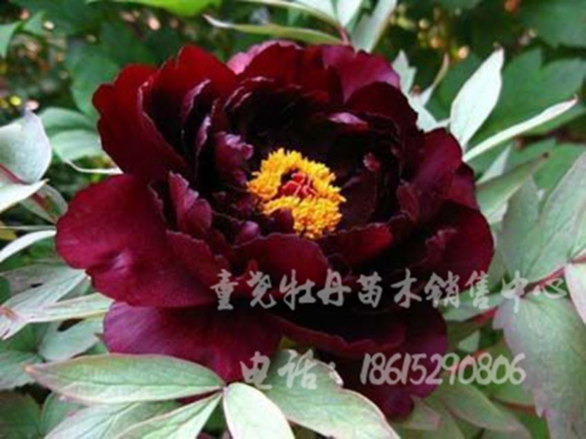 點(diǎn)擊查看詳細(xì)信息<br>標(biāo)題：初烏 閱讀次數(shù)：1354