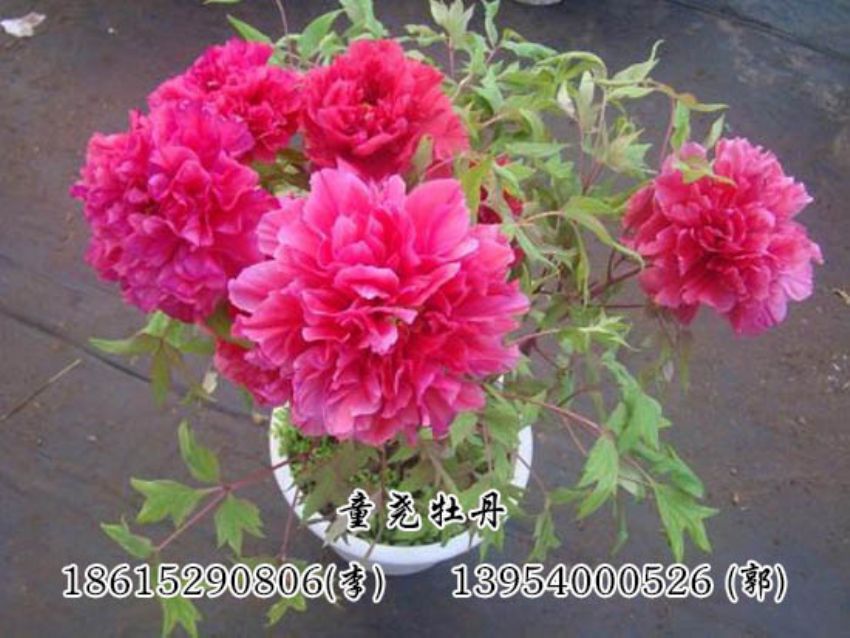 點擊查看詳細信息<br>標題：催花牡丹 閱讀次數：1435