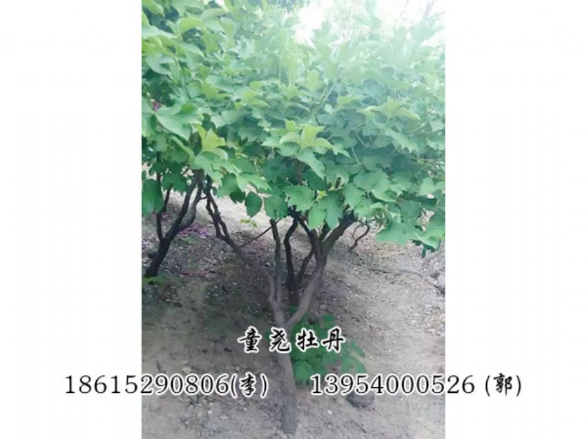 點擊查看詳細信息<br>標題：牡丹樹 閱讀次數：1191