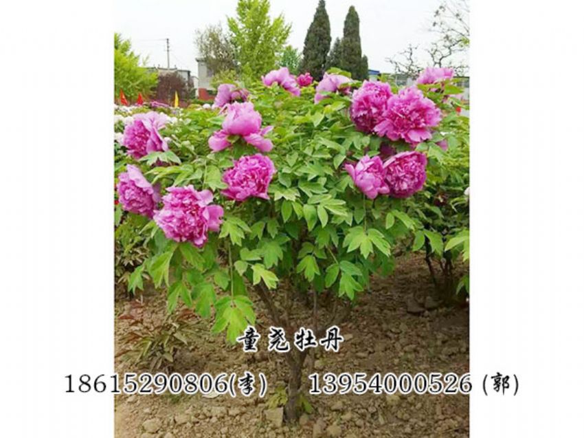點擊查看詳細信息<br>標(biāo)題：牡丹樹 閱讀次數(shù)：1186