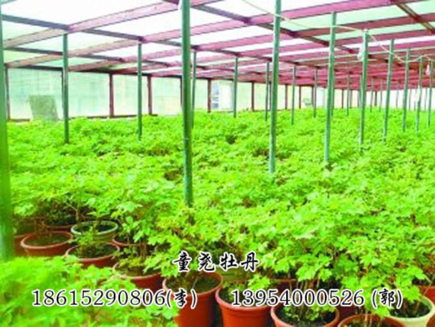 點擊查看詳細信息<br>標題：催化牡丹跳蕾期 閱讀次數：1470