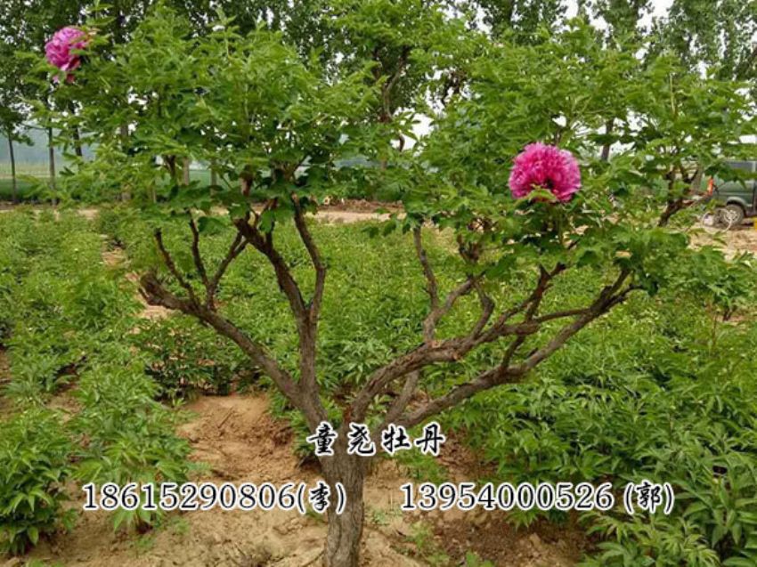 點擊查看詳細信息<br>標(biāo)題：牡丹樹 閱讀次數(shù)：1191