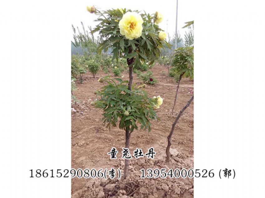 點擊查看詳細信息<br>標(biāo)題：牡丹樹 閱讀次數(shù)：1138