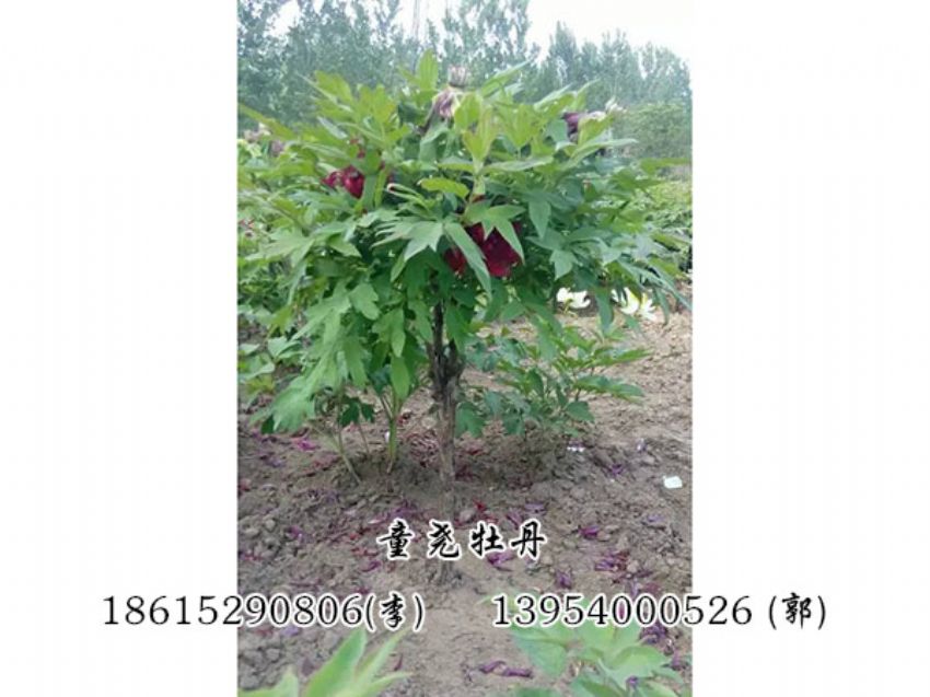 點擊查看詳細信息<br>標(biāo)題：牡丹樹 閱讀次數(shù)：1255