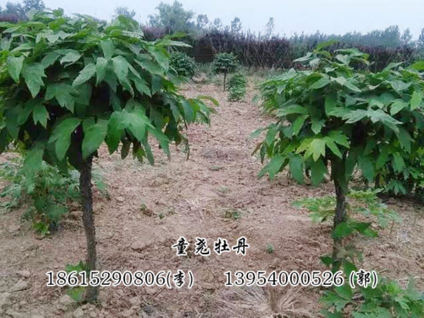 點擊查看詳細信息<br>標題：牡丹樹 閱讀次數：1198