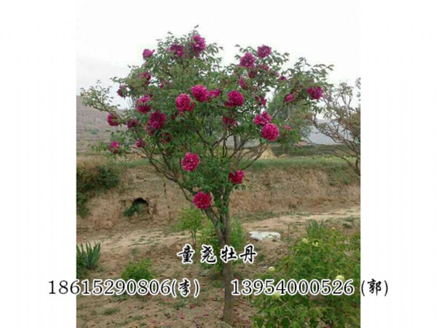 點擊查看詳細信息<br>標題：牡丹樹 閱讀次數：1322