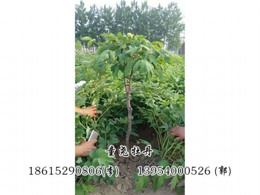 點擊查看詳細信息<br>標題：牡丹樹 閱讀次數：1204