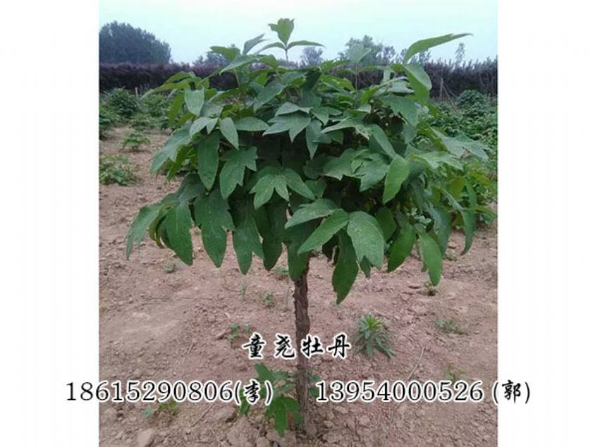 點擊查看詳細信息<br>標題：牡丹樹 閱讀次數：1198
