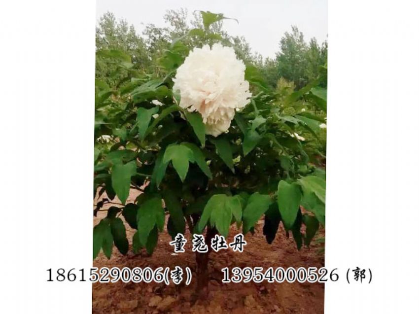 點擊查看詳細信息<br>標題：牡丹樹 閱讀次數：1304