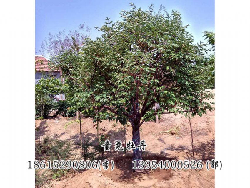 點擊查看詳細信息<br>標(biāo)題：牡丹樹 閱讀次數(shù)：1385