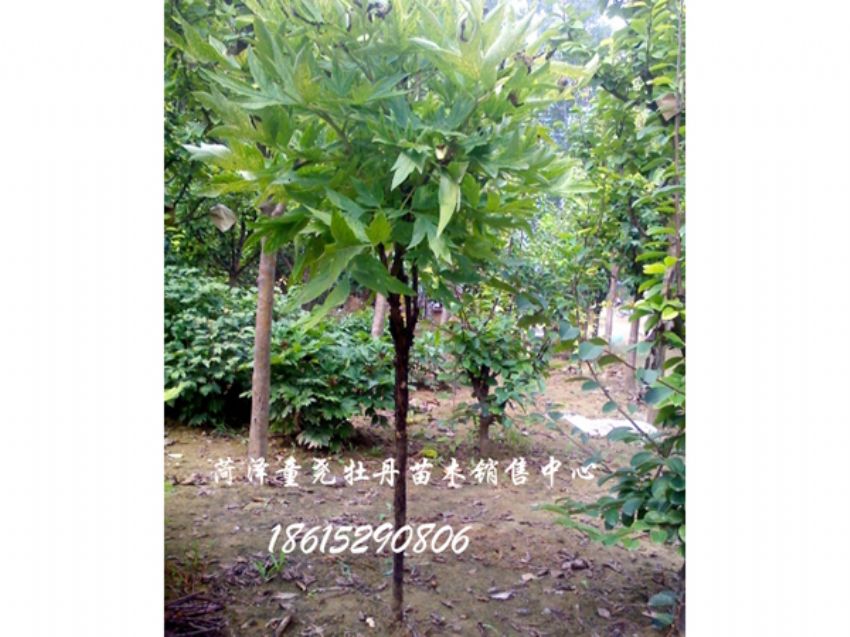 點擊查看詳細信息<br>標題：獨桿牡丹樹 閱讀次數：2216