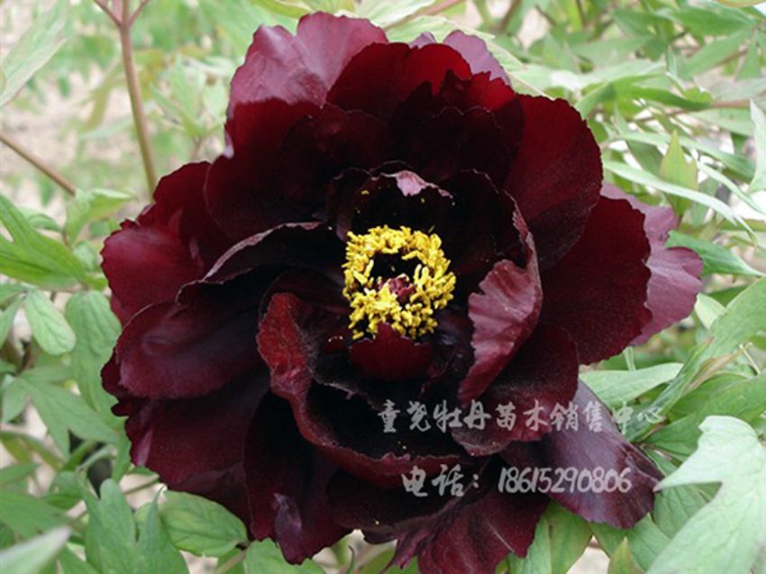 點擊查看詳細信息<br>標題：墨魁 閱讀次數：1419
