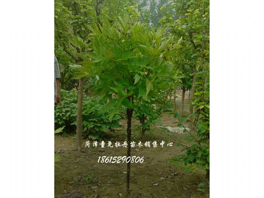 點擊查看詳細信息<br>標題：獨桿牡丹樹 閱讀次數：1451