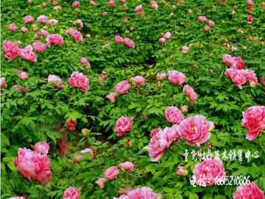 點擊查看詳細信息<br>標題：牡丹基地 閱讀次數：1400