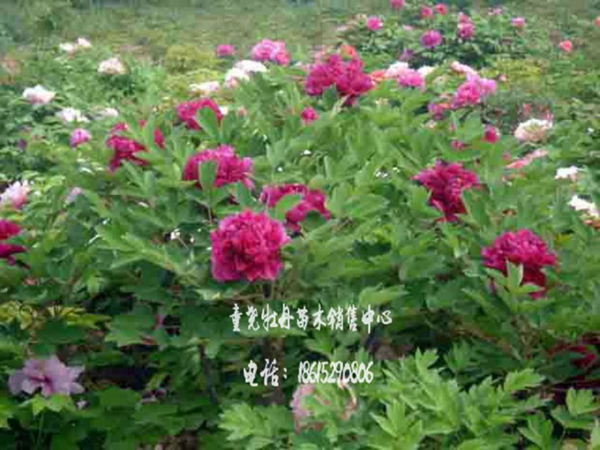 點擊查看詳細信息<br>標題：牡丹基地 閱讀次數(shù)：1513