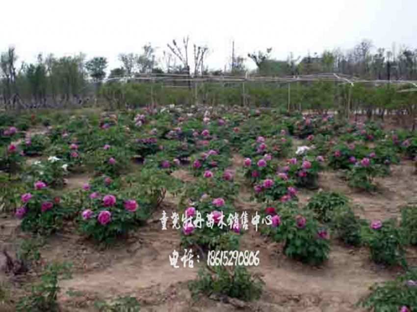 點擊查看詳細信息<br>標題：牡丹基地 閱讀次數(shù)：1522