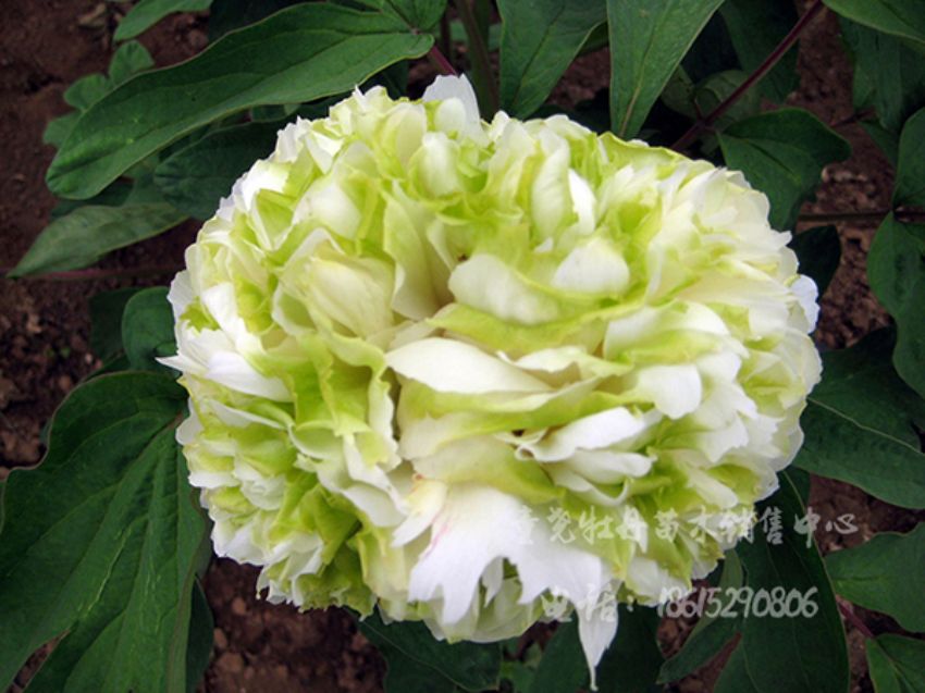 點(diǎn)擊查看詳細(xì)信息<br>標(biāo)題：春柳 閱讀次數(shù)：1391