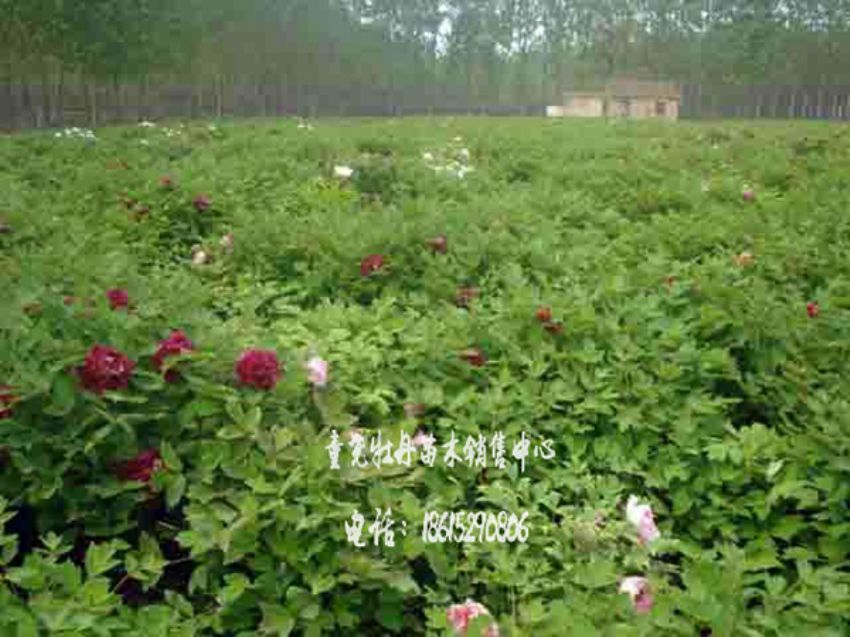 點擊查看詳細信息<br>標題：牡丹基地 閱讀次數(shù)：1425