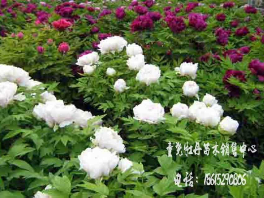 點擊查看詳細信息<br>標題：牡丹基地 閱讀次數(shù)：1546