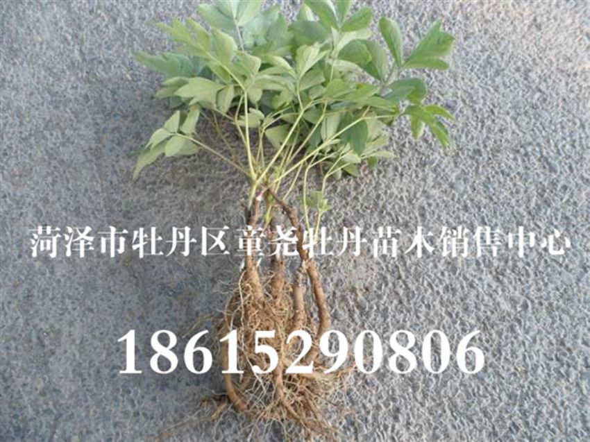 點擊查看詳細信息<br>標題：供應牡丹小苗 閱讀次數：1382