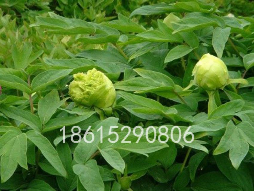 點擊查看詳細信息<br>標題：大葉綠 閱讀次數：1485