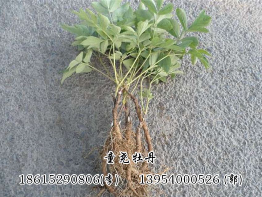 點擊查看詳細信息<br>標題：兩年牡丹苗 閱讀次數：1407