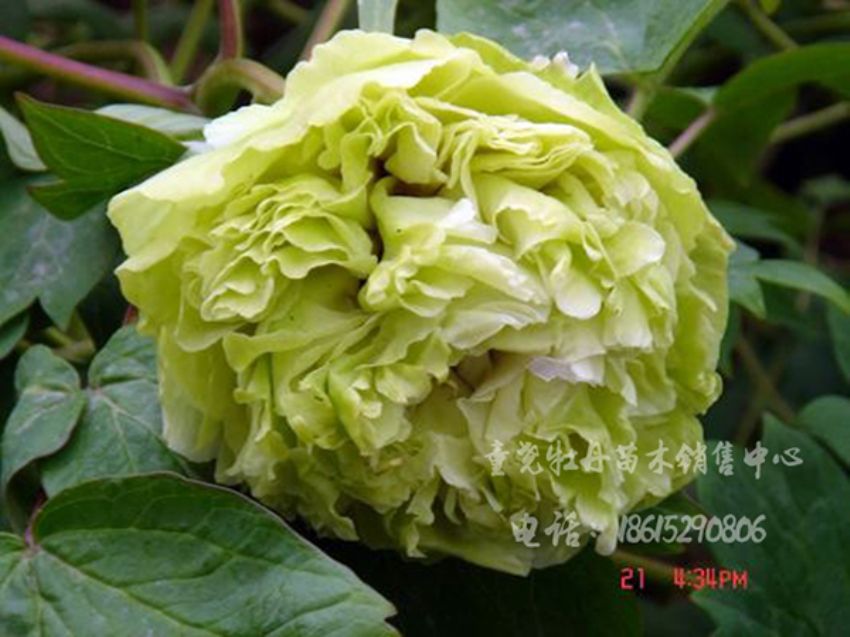 點擊查看詳細信息<br>標題：綠玉 閱讀次數：1499