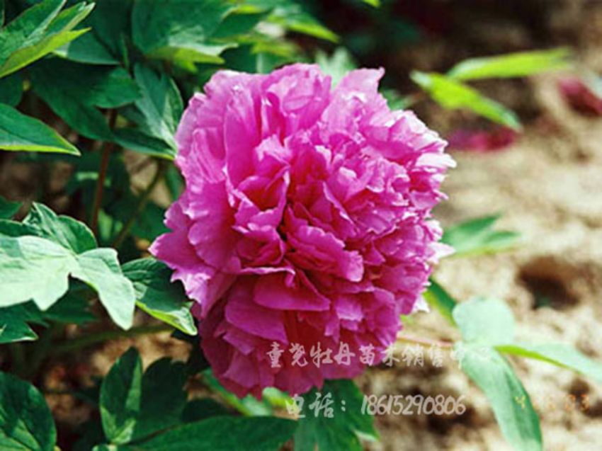 點擊查看詳細信息<br>標題：葛巾紫 閱讀次數(shù)：1404