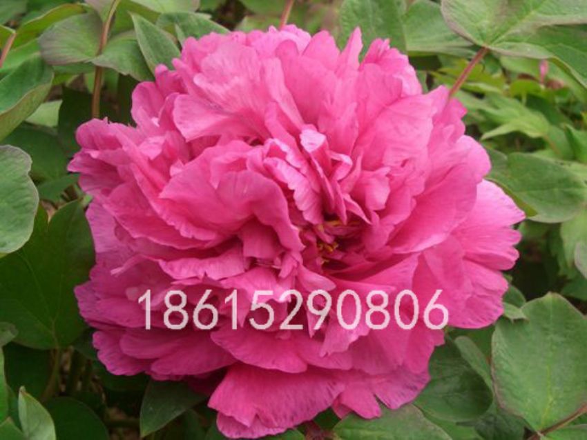 點擊查看詳細信息<br>標題：藤花紫 閱讀次數(shù)：1345