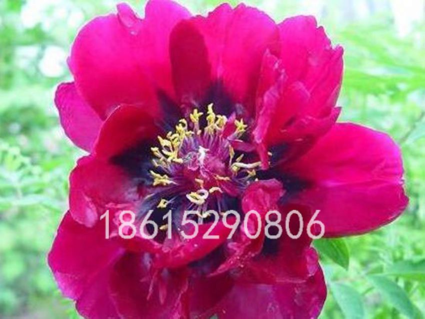 點擊查看詳細信息<br>標題：紫蝶迎風 閱讀次數(shù)：1633