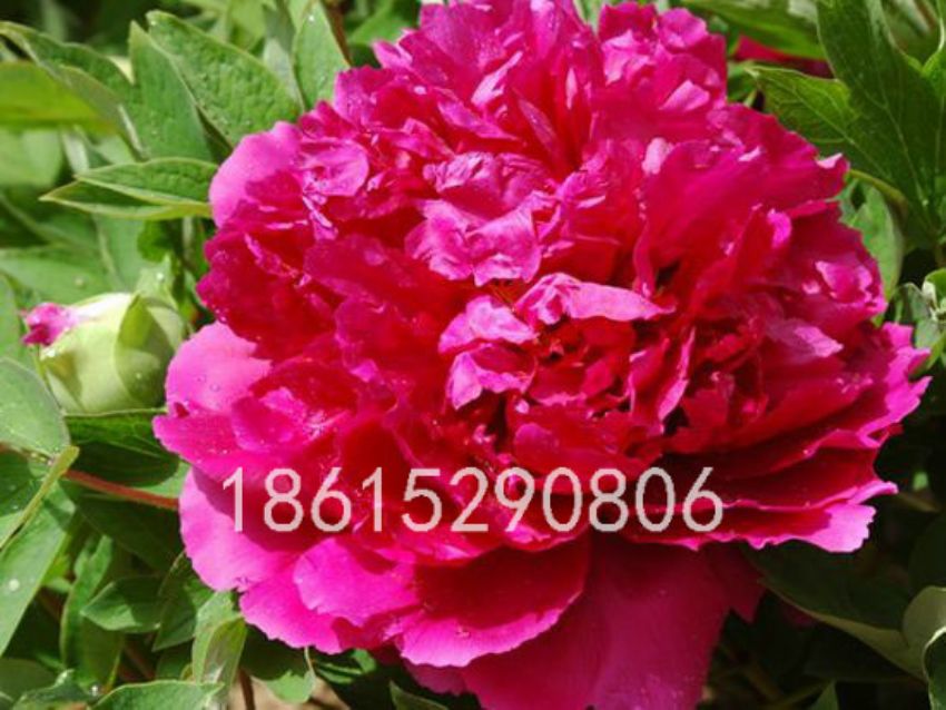 點(diǎn)擊查看詳細(xì)信息<br>標(biāo)題：曹州紅 閱讀次數(shù)：1491