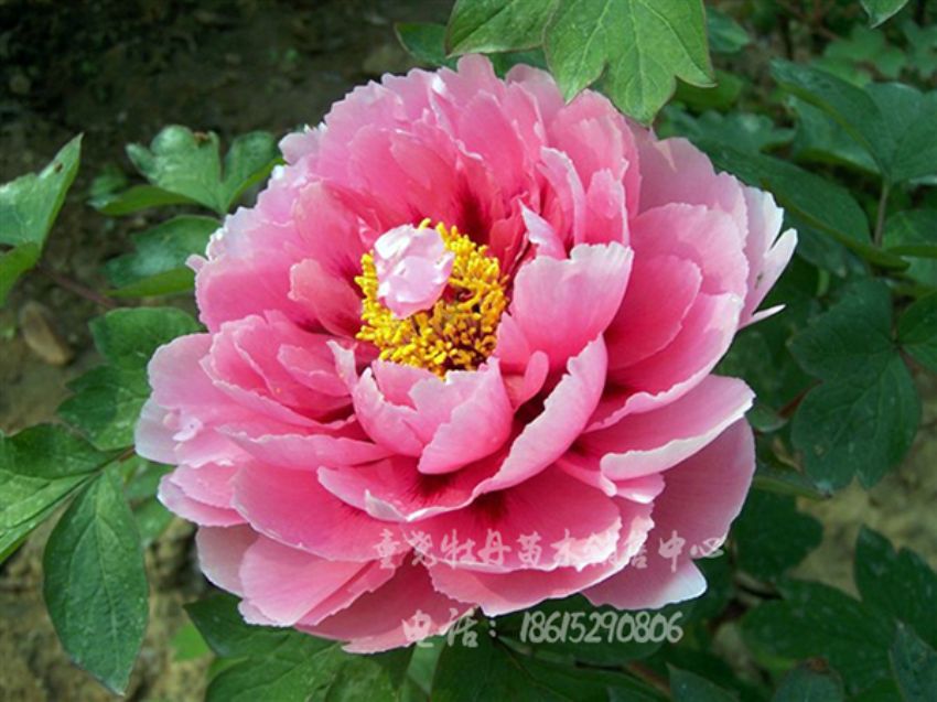 點(diǎn)擊查看詳細(xì)信息<br>標(biāo)題：朝陽(yáng)紅 閱讀次數(shù)：1418